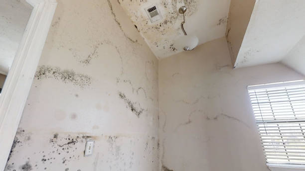 Best Mold Documentation for Insurance Claims  in Ogdensburg, NJ