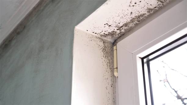 Best Asbestos and Lead Testing During Mold Inspection  in Ogdensburg, NJ