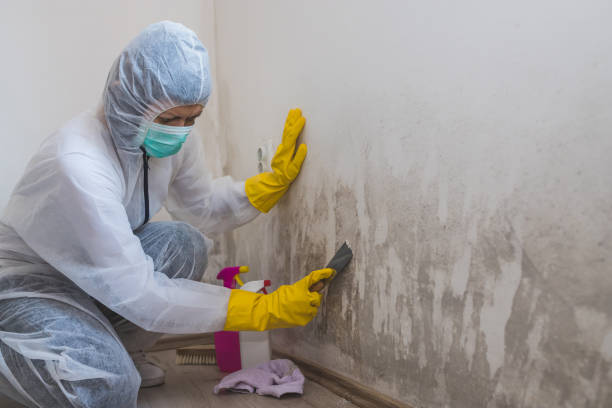 Best Environmental Consulting for Mold Prevention  in Ogdensburg, NJ