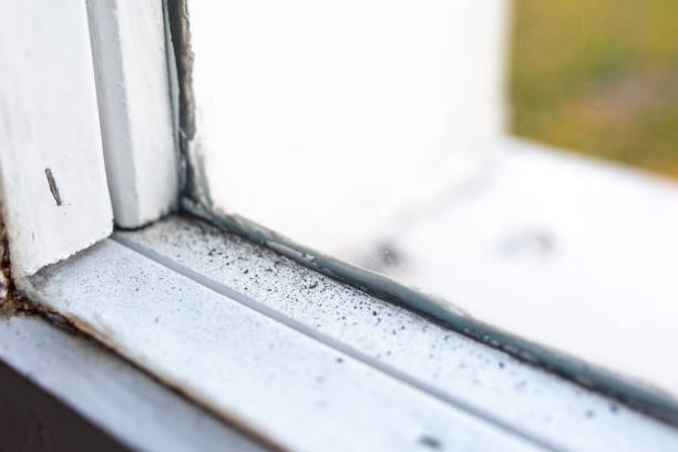Best Environmental Consulting for Mold Prevention  in Ogdensburg, NJ