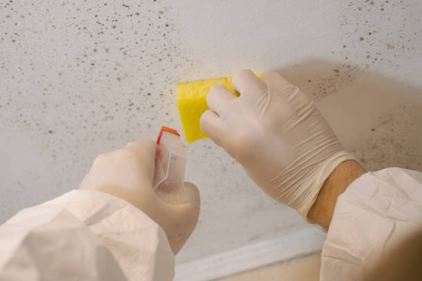 Best Mold Prevention Services  in Ogdensburg, NJ