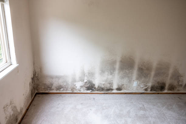 Forensic Mold Investigation in Ogdensburg, NJ