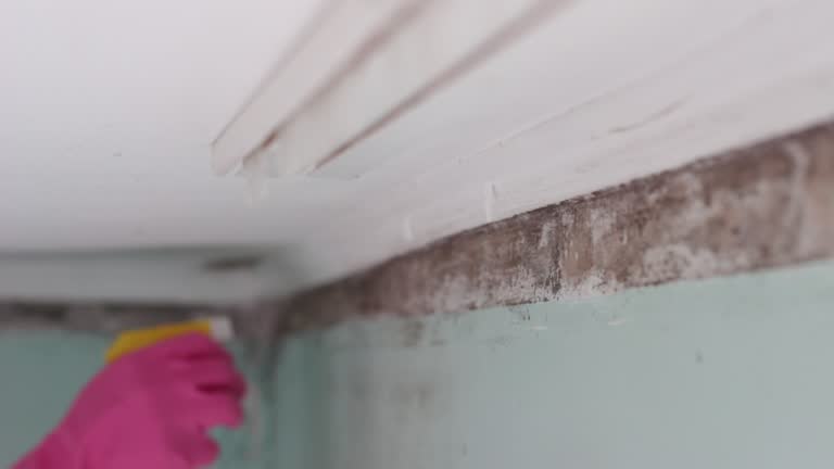 Mold Odor Removal Services in Ogdensburg, NJ